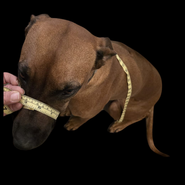 Ein brauner Hund sitzt, während eine Hand ein Maßband um seine Schnauze hält.