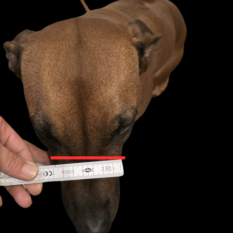 Brauner Hund mit einem Zollstock, der die Kopfgröße misst, vor schwarzem Hintergrund.